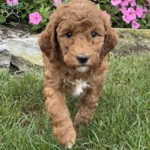Maggie, Goldendoodle Puppy