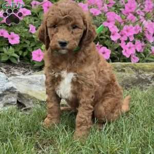 Maggie, Goldendoodle Puppy
