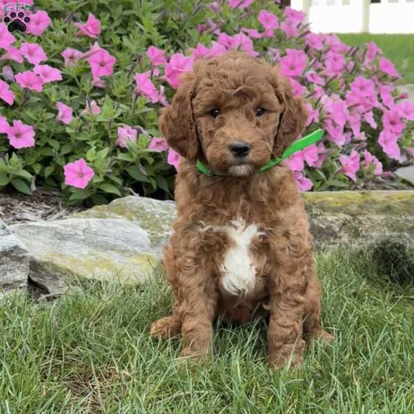 Maggie, Goldendoodle Puppy