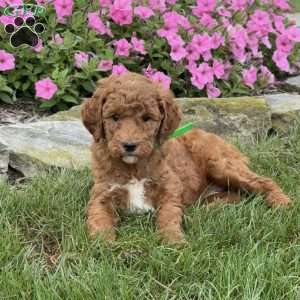 Maggie, Goldendoodle Puppy