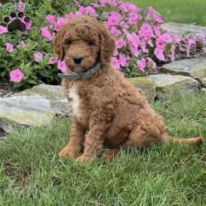 Max, Goldendoodle Puppy