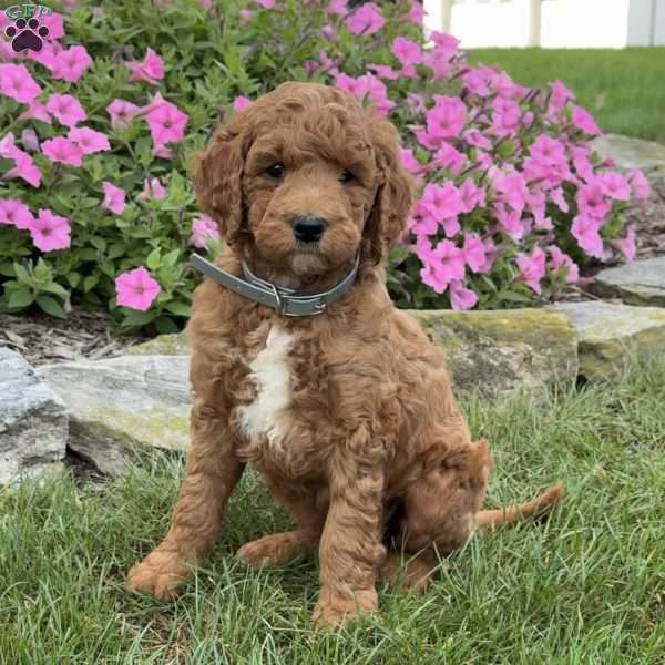 Max, Goldendoodle Puppy