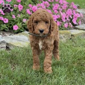 Max, Goldendoodle Puppy