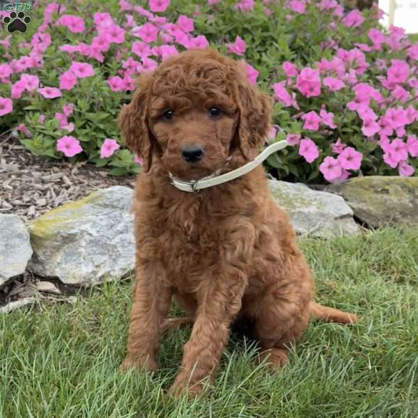 Mindy, Goldendoodle Puppy