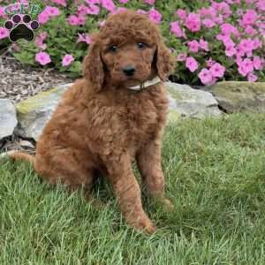 Mindy, Goldendoodle Puppy