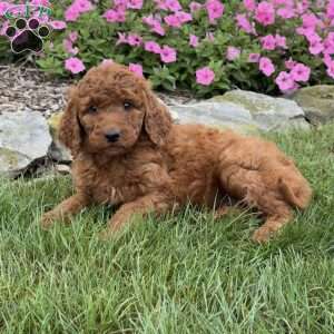 Mindy, Goldendoodle Puppy