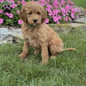 Millie, Goldendoodle Puppy