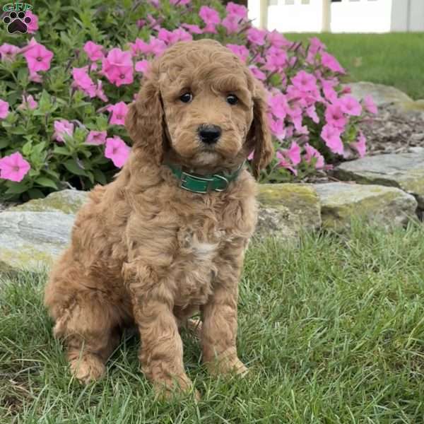 Millie, Goldendoodle Puppy