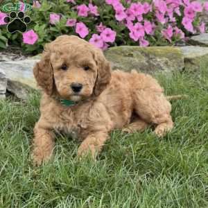 Millie, Goldendoodle Puppy