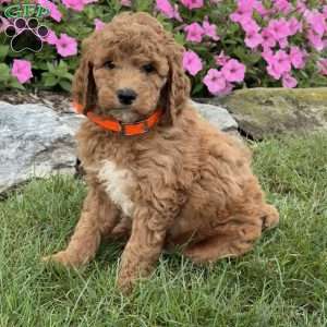 Mandy, Goldendoodle Puppy