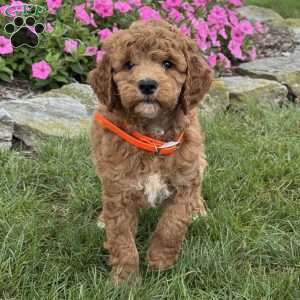 Mandy, Goldendoodle Puppy
