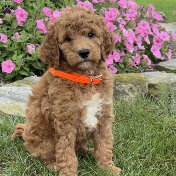 Mandy, Goldendoodle Puppy