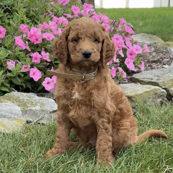 Mario, Goldendoodle Puppy