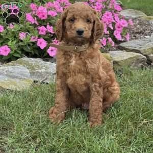 Mario, Goldendoodle Puppy