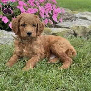 Mario, Goldendoodle Puppy
