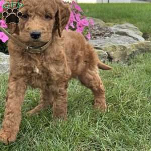 Mario, Goldendoodle Puppy