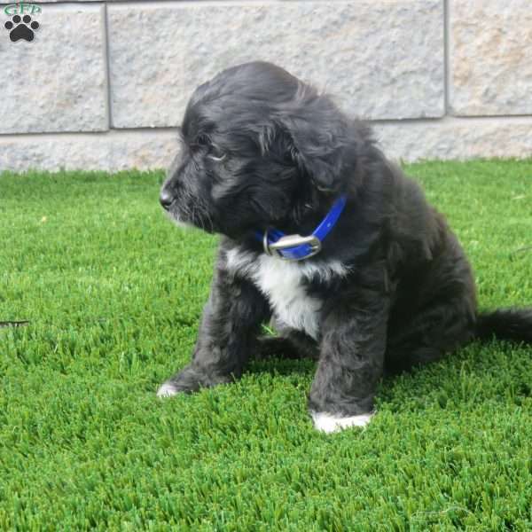 Mindy, Sheltidoodle Puppy