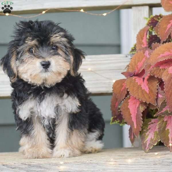 Sage, Morkie / Yorktese Puppy