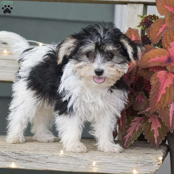 Sarah, Morkie / Yorktese Puppy
