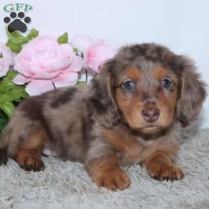 Pansy, Dachshund Puppy