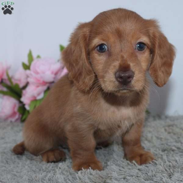 Princess, Dachshund Puppy