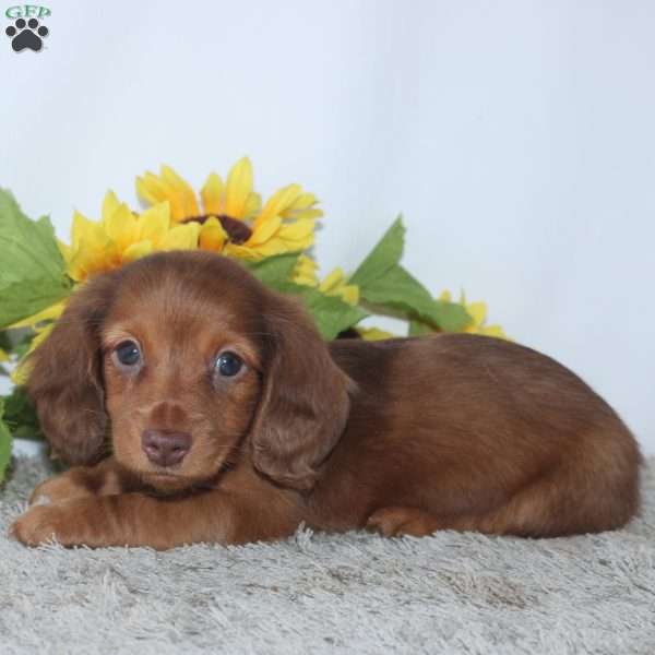Piper, Dachshund Puppy