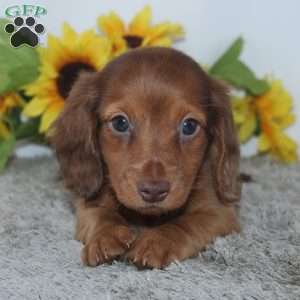 Piper, Dachshund Puppy