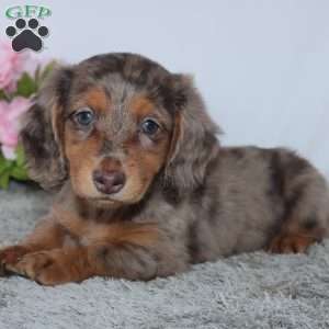 Pansy, Dachshund Puppy