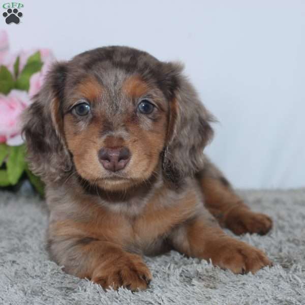 Pansy, Dachshund Puppy