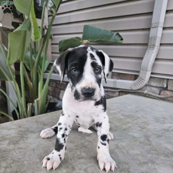 Jethro, Great Dane Puppy