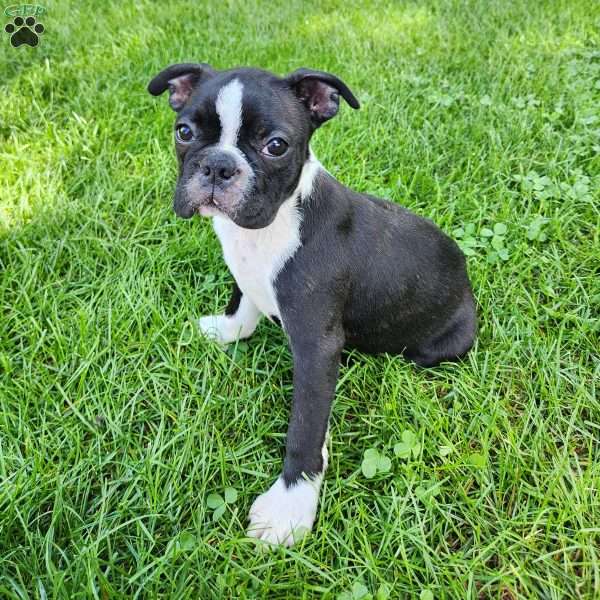 Rosie, Boston Terrier Puppy