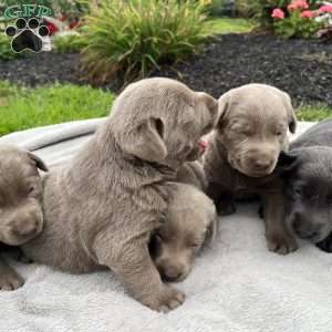 Penny, Silver Labrador Retriever Puppy