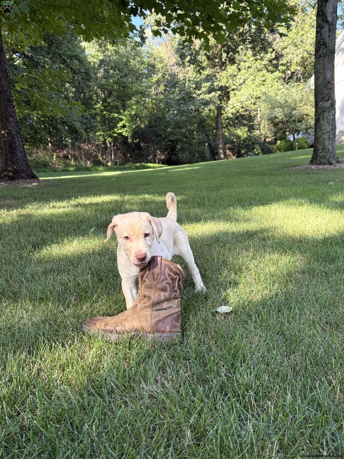 Otis
