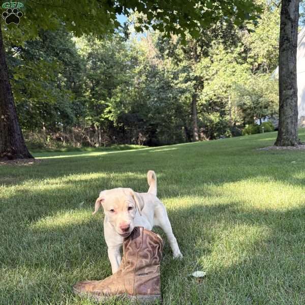 Otis, Yellow Labrador Retriever Puppy