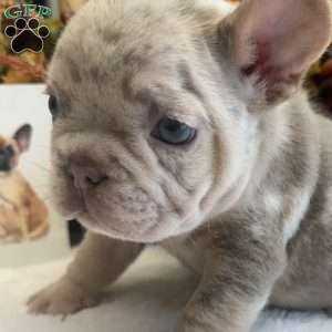 Diesel, French Bulldog Puppy
