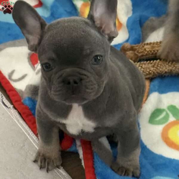 Diesel, French Bulldog Puppy