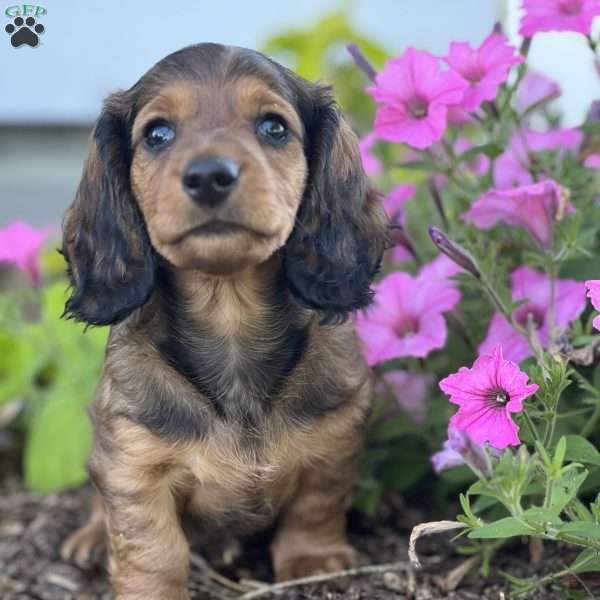 Dash, Dachshund Puppy