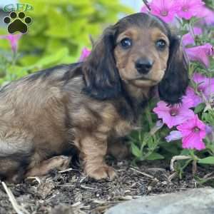 Dash, Dachshund Puppy