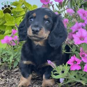 Dean, Dachshund Puppy