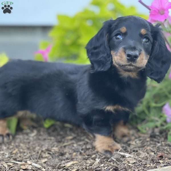 Dean, Dachshund Puppy