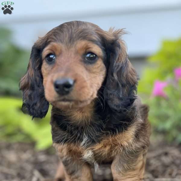 Daniel, Dachshund Puppy