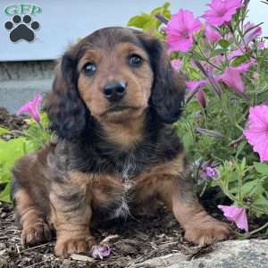 Daniel, Dachshund Puppy