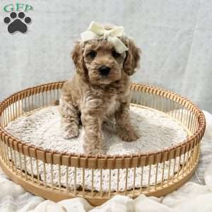 Summer, Cavapoo Puppy