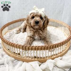 Summer, Cavapoo Puppy