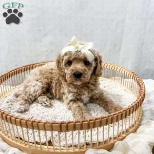 Summer, Cavapoo Puppy