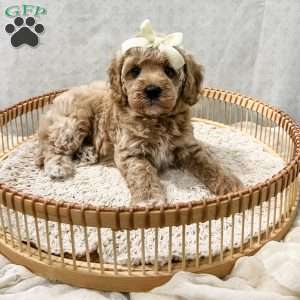 Summer, Cavapoo Puppy