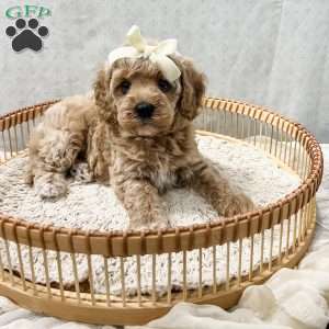 Summer, Cavapoo Puppy