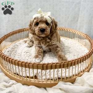 Summer, Cavapoo Puppy