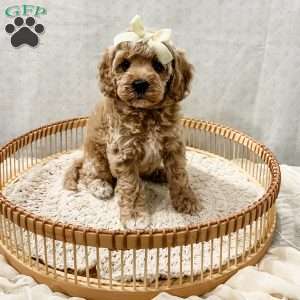 Summer, Cavapoo Puppy