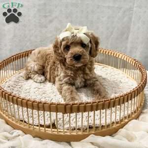 Summer, Cavapoo Puppy